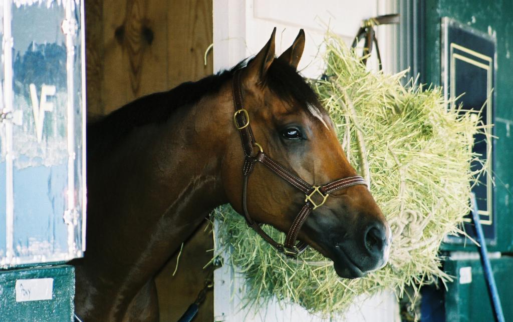 Barbaro back in his stall after morning exercise. (Carrie Curry photo)
